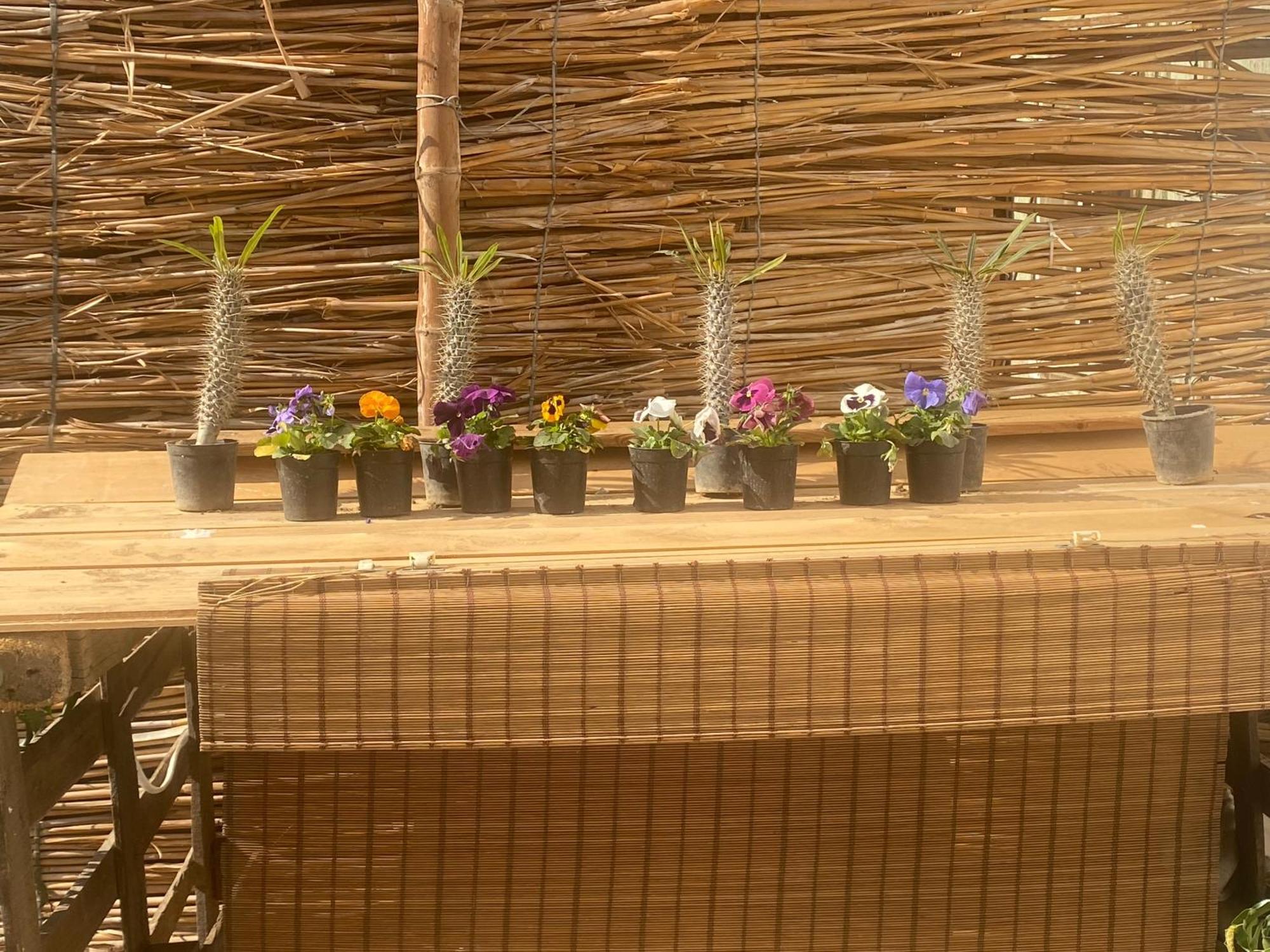 Airport Rooftop Club Luxurious Rooms And Studios 카이로 외부 사진